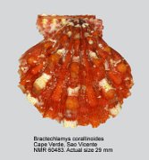 Bractechlamys corallinoides (3)